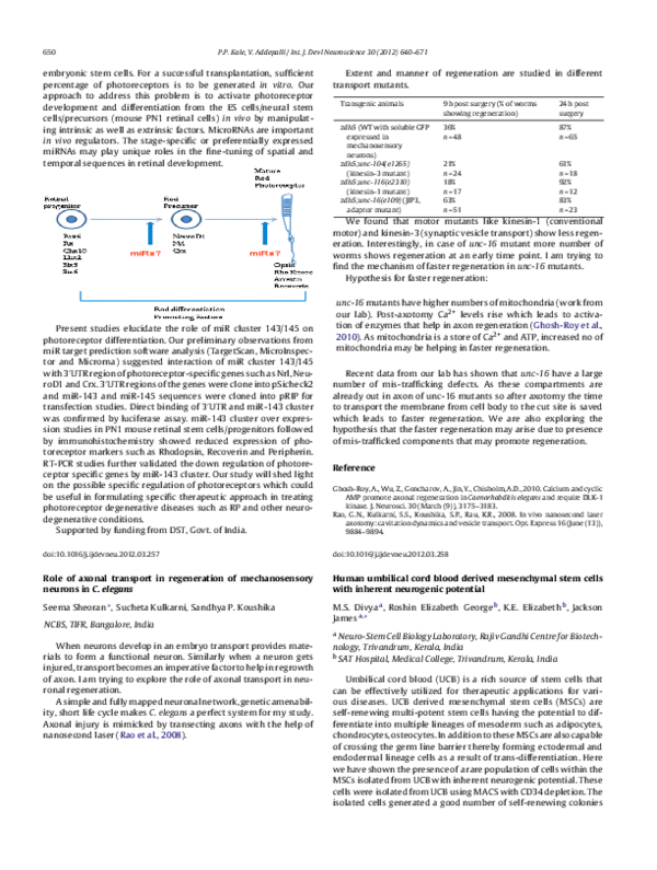 (PDF) Human umbilical cord blood derived mesenchymal stem cells with ...