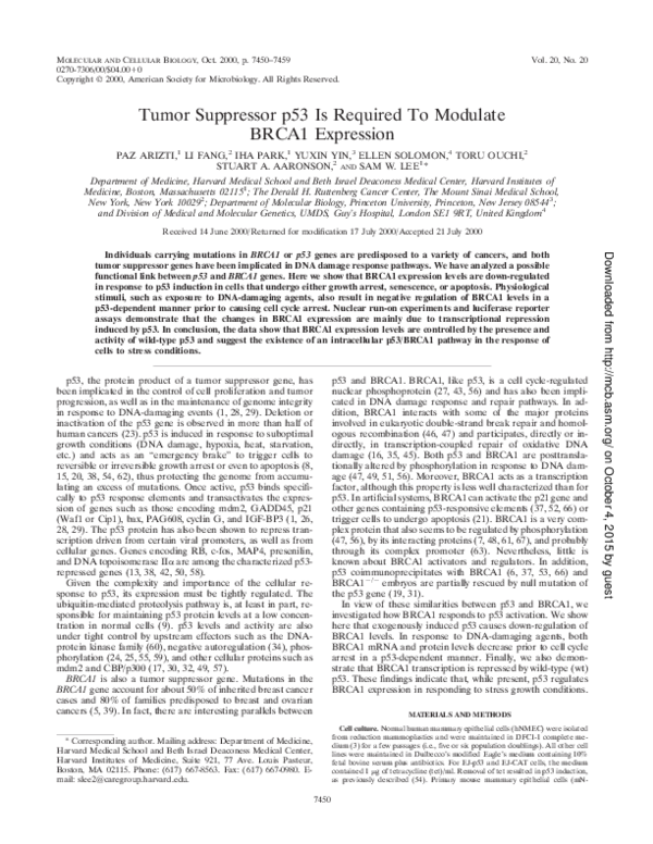 (PDF) Tumor Suppressor p53 Is Required To Modulate BRCA1 Expression ...
