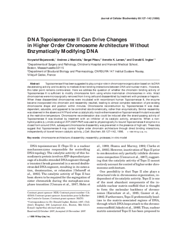 (PDF) DNA topoisomerase II can drive changes in higher order chromosome ...