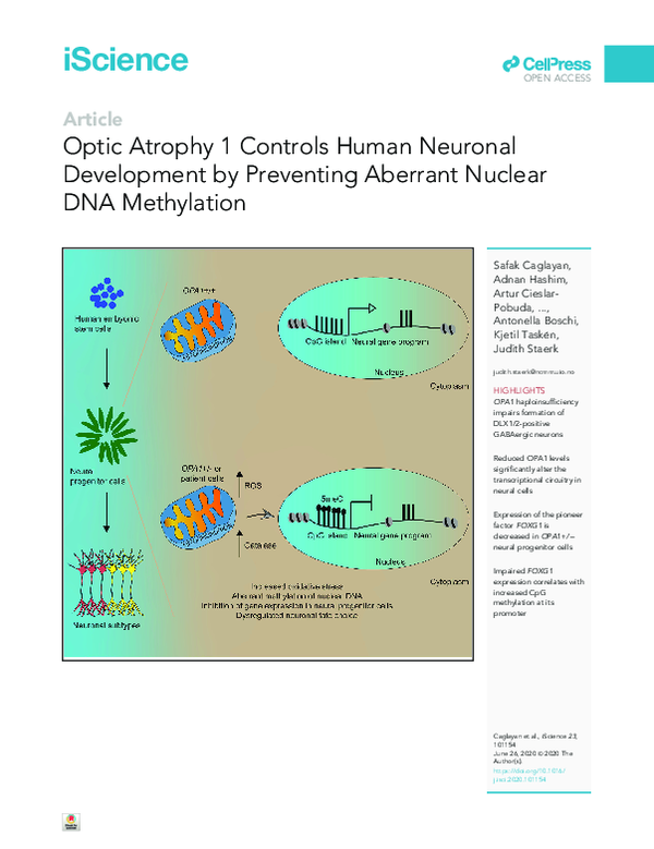 (PDF) Optic Atrophy 1 Controls Human Neuronal Development by Preventing