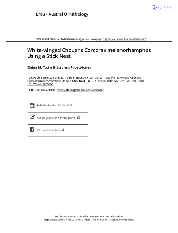 (PDF) White-winged Choughs Corcorax melanorhamphos Using a Stick Nest