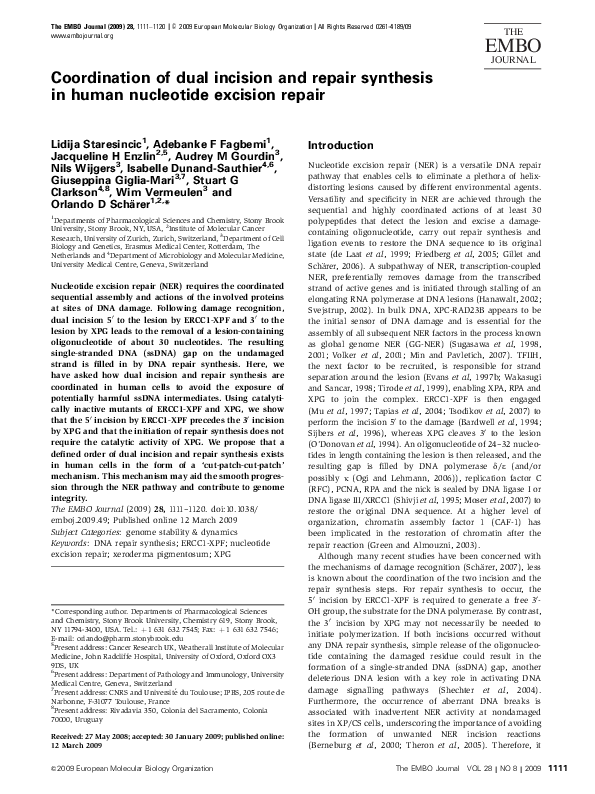 (PDF) Coordination of dual incision and repair synthesis in human ...