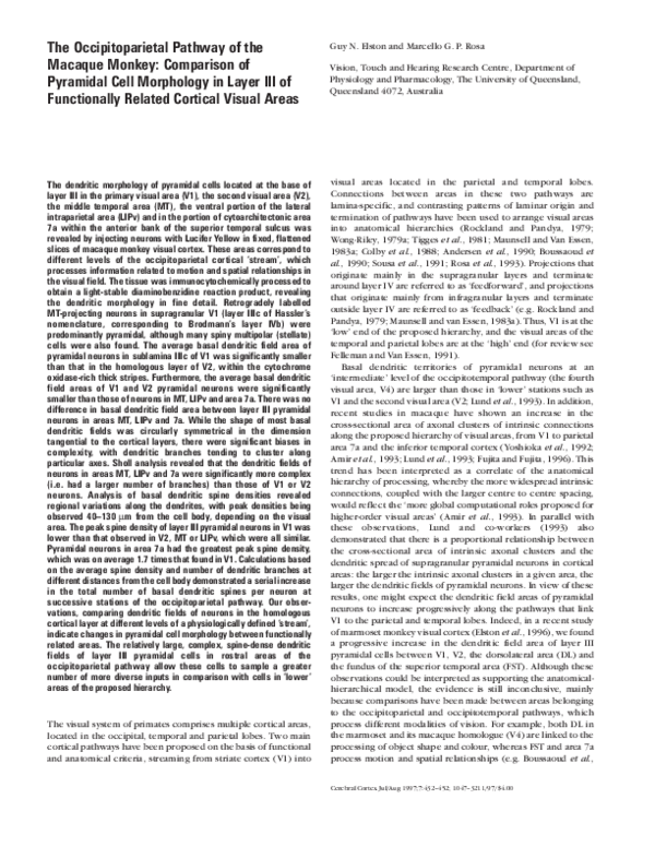 (PDF) The occipitoparietal pathway of the macaque monkey: comparison of ...