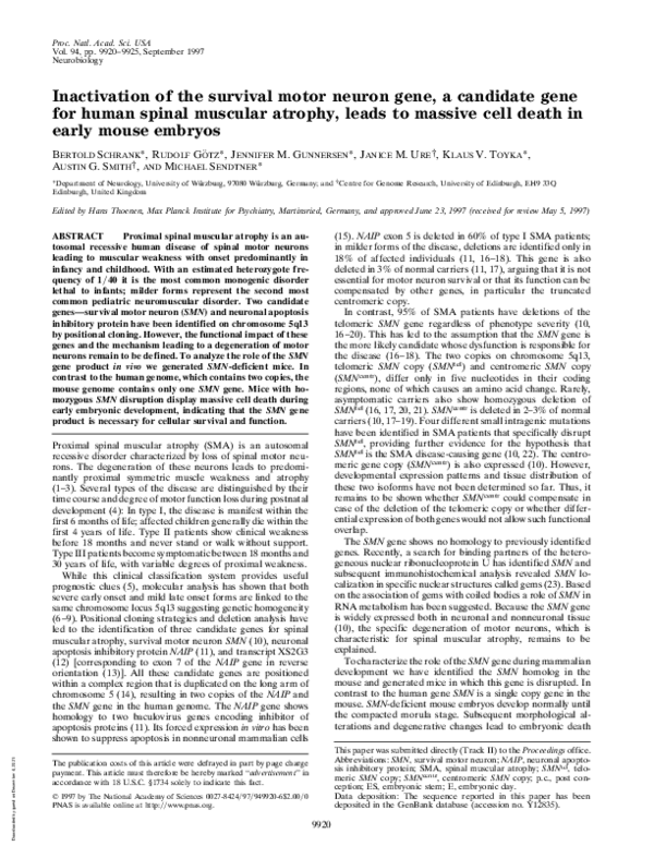 (PDF) Inactivation of the survival motor neuron gene, a candidate gene ...
