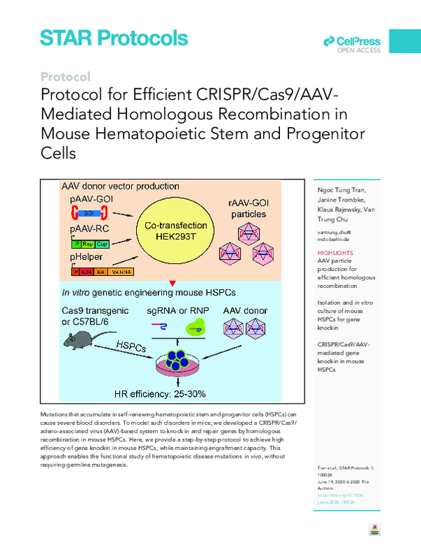 (PDF) Protocol for Efficient CRISPR/Cas9/AAVMediated Homologous