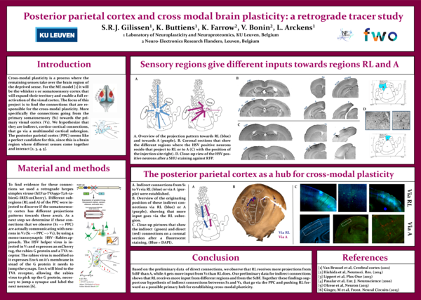 (PDF) Posterior parietal cortex and cross modal brain plasticity: a ...
