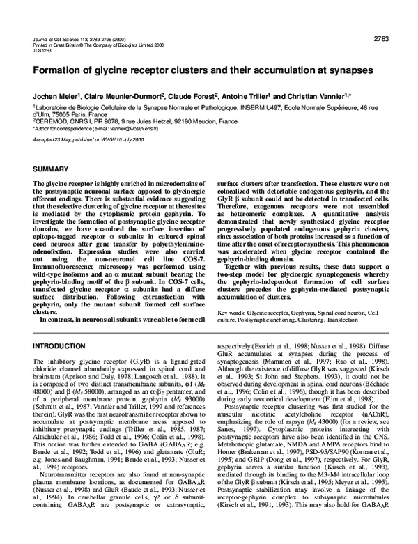 (PDF) Formation of glycine receptor clusters and their accumulation at ...
