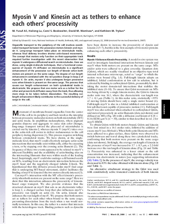 (PDF) Myosin V and Kinesin act as tethers to enhance each others ...
