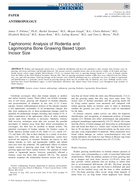 (PDF) Taphonomic Analysis of Rodentia and Lagomorpha Bone Gnawing Based ...