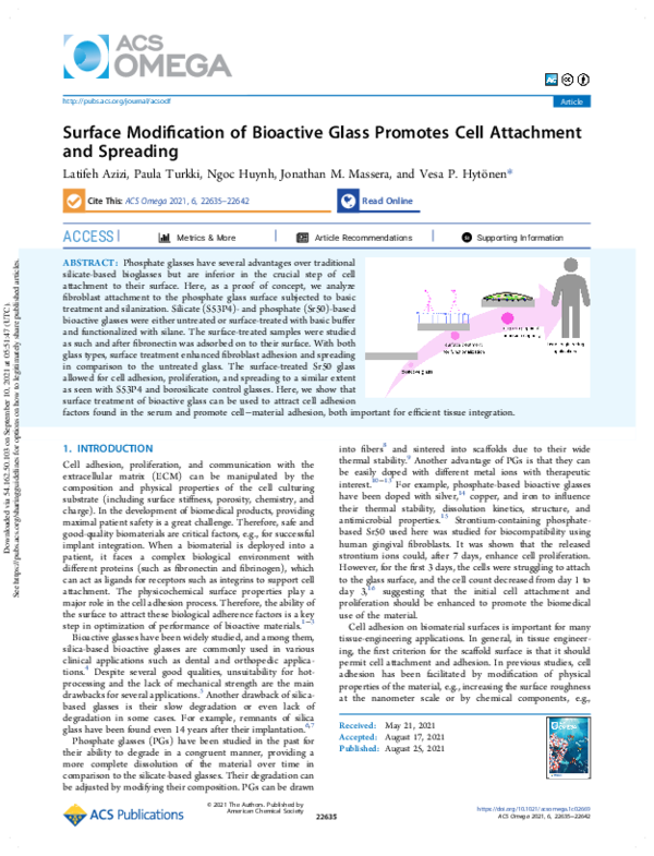 (PDF) Surface Modification of Bioactive Glass Promotes Cell Attachment ...