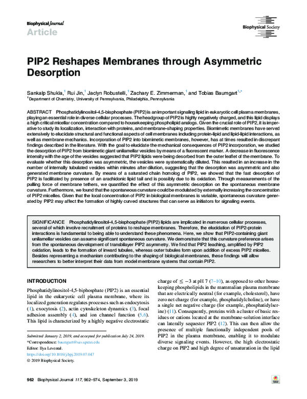 (PDF) PIP2 Reshapes Membranes through Asymmetric Desorption