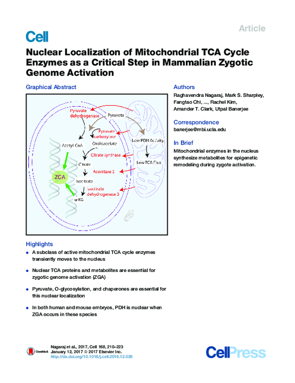 (PDF) Nuclear Localization of Mitochondrial TCA Cycle Enzymes as a ...