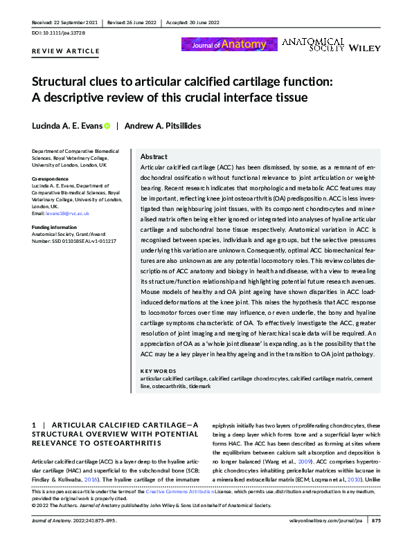 (PDF) Structural clues to articular calcified cartilage function: A ...
