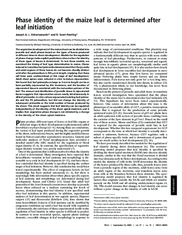 (PDF) Phase identity of the maize leaf is determined after leaf initiation