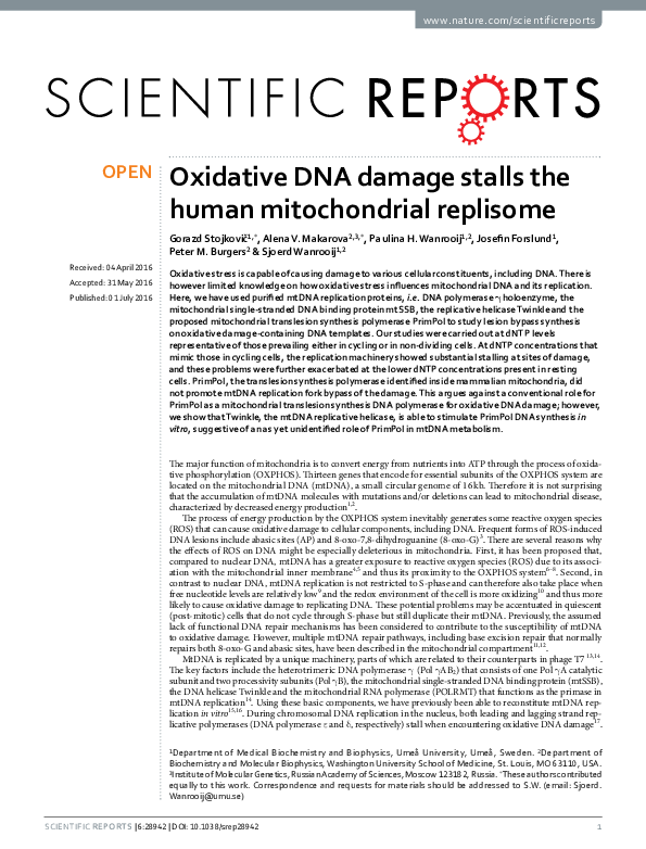 (PDF) Oxidative DNA damage stalls the human mitochondrial replisome