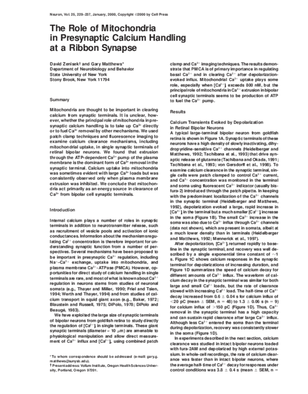 (PDF) The Role of Mitochondria in Presynaptic Calcium Handling at a ...