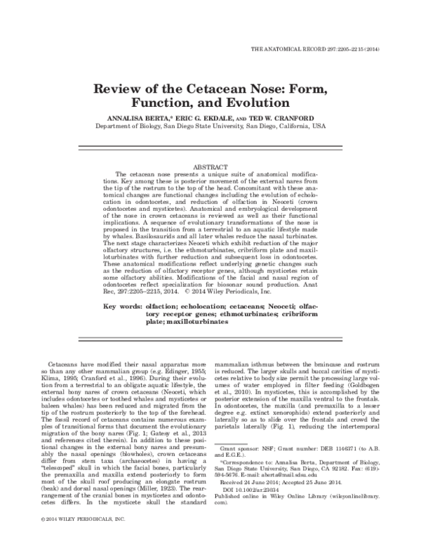 (PDF) Review of the cetacean nose: form, function, and evolution