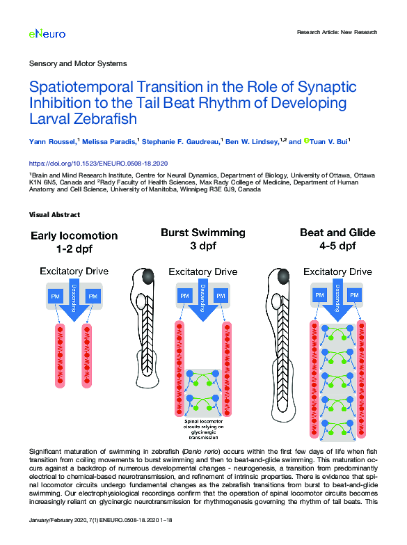 (PDF) Spatiotemporal Transition in the Role of Synaptic Inhibition to ...