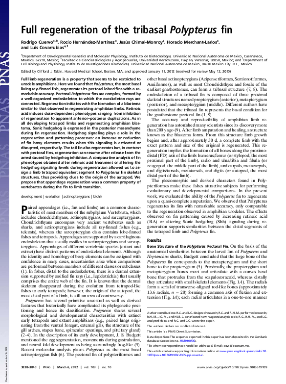 (PDF) Full regeneration of the tribasal Polypterus fin