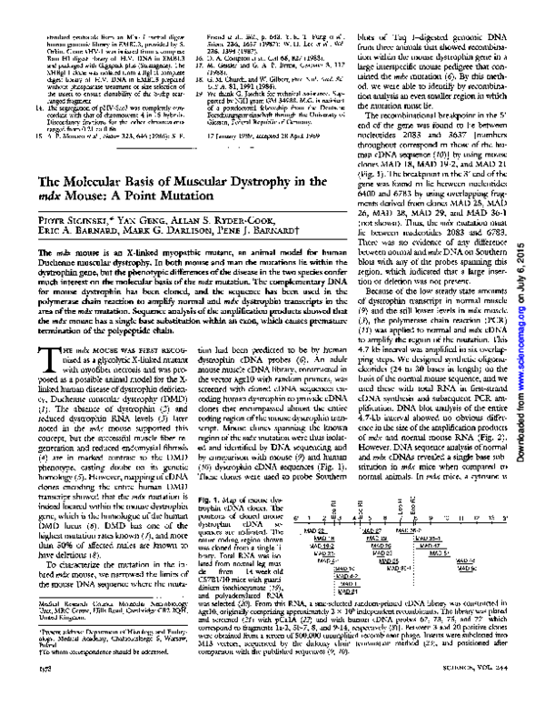 (PDF) The Molecular Basis of Muscular Dystrophy in the mdx Mouse: a ...