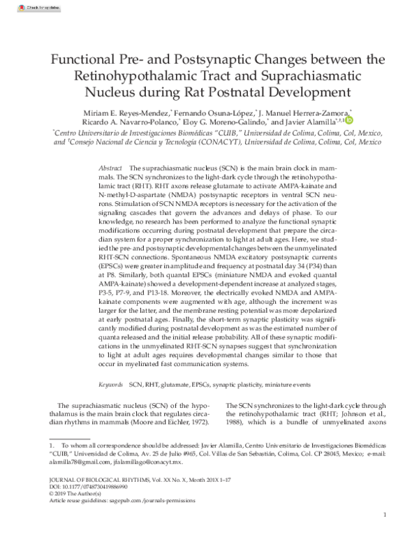 (PDF) Functional Pre- and Postsynaptic Changes between the ...