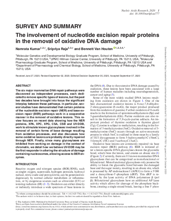 (PDF) The involvement of nucleotide excision repair proteins in the ...