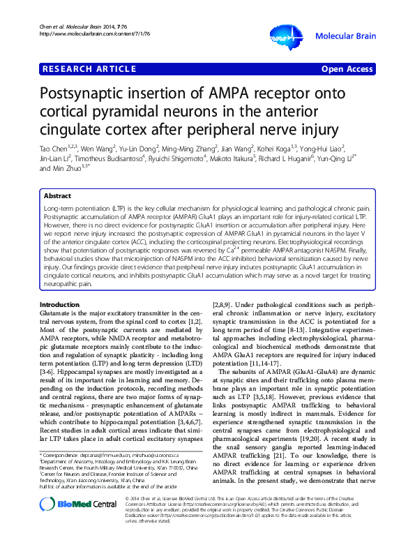 (PDF) Postsynaptic insertion of AMPA receptor onto cortical pyramidal ...