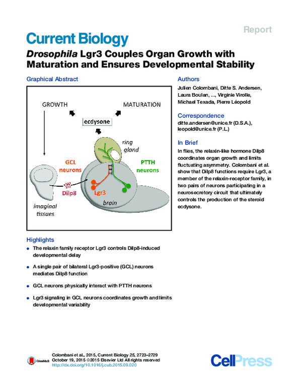 Photo inspiration: Developmental Stability In Avian Ambivalence Reference: Pdf Drosophila Lgr3 Couples Organ Growth With Maturation And Ensures