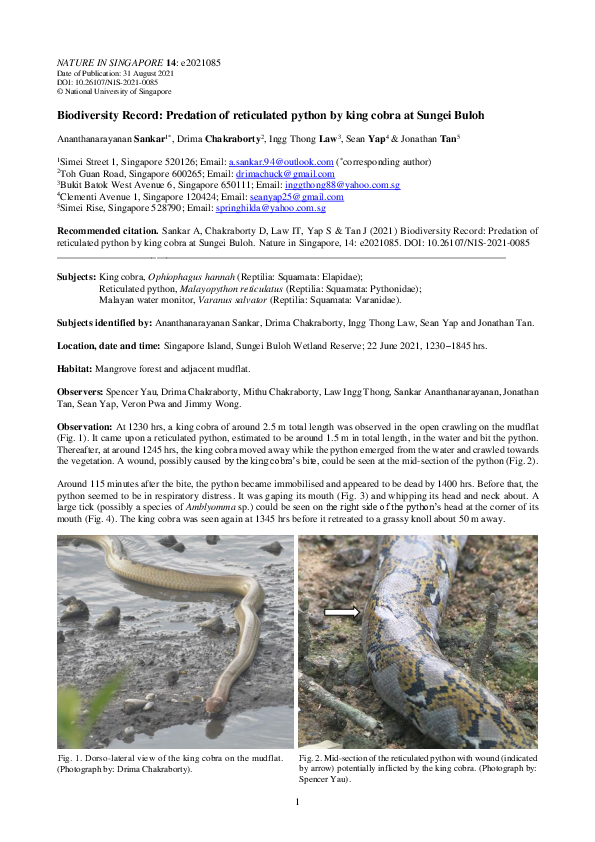(PDF) Biodiversity Record: Predation of reticulated python by king ...