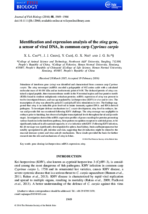 (PDF) Identification and expression analysis of the sting gene, a ...