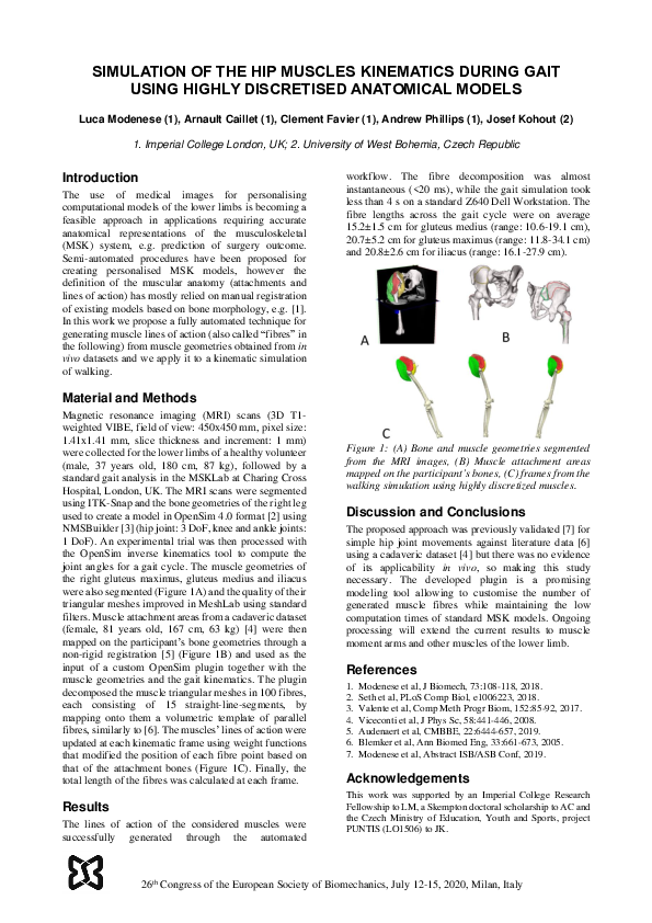 (PDF) Simulation of the Hip Muscles Kinematics During Gait Using Highly ...