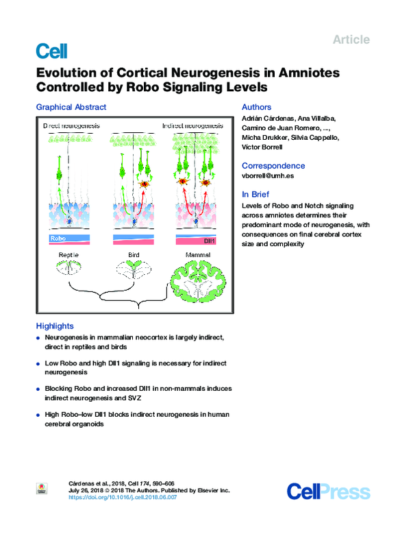 (PDF) Evolution of Cortical Neurogenesis in Amniotes Controlled by Robo ...