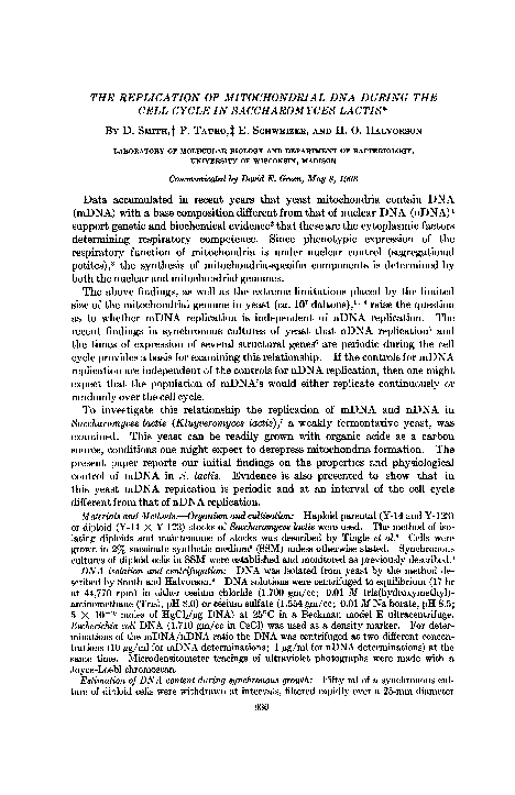 (PDF) The replication of mitochondrial DNA during the cell cycle in ...