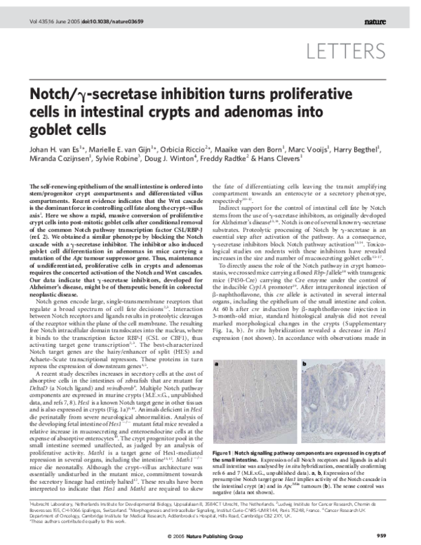 (PDF) Notch/γ-secretase inhibition turns proliferative cells in ...