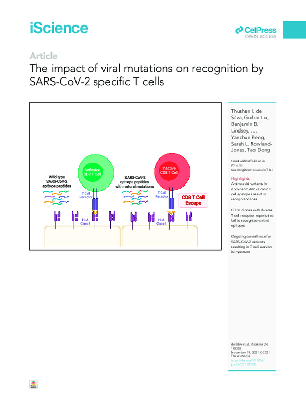 (PDF) The impact of viral mutations on recognition by SARS-CoV-2 ...
