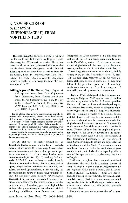 (PDF) A New Species of Stillingia (Euphorbiaceae) from Northern Peru