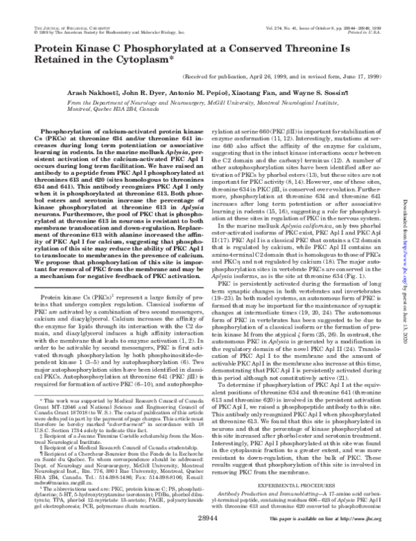 (PDF) Protein Kinase C Phosphorylated at a Conserved Threonine Is ...