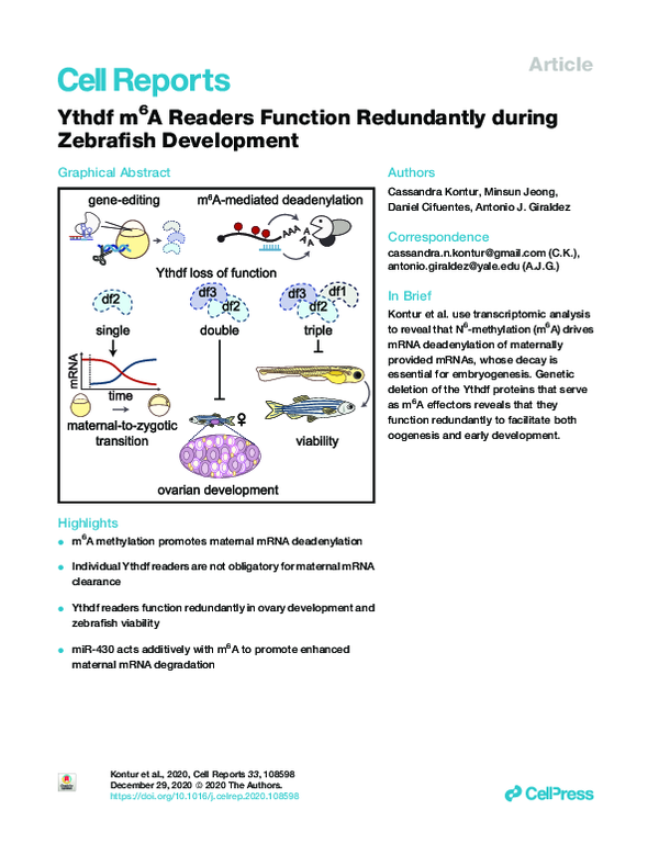 (PDF) Ythdf m6A Readers Function Redundantly during Zebrafish Development