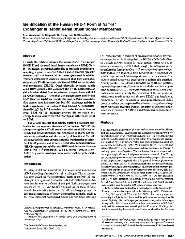 (PDF) Identification of the human NHE-1 form of Na(+)-H+ exchanger in ...