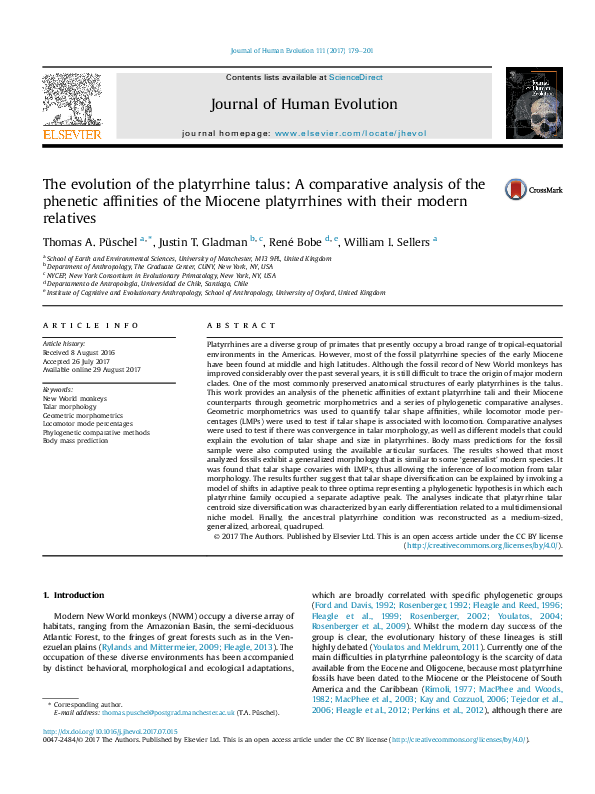 (PDF) The evolution of the platyrrhine talus: A comparative analysis of ...