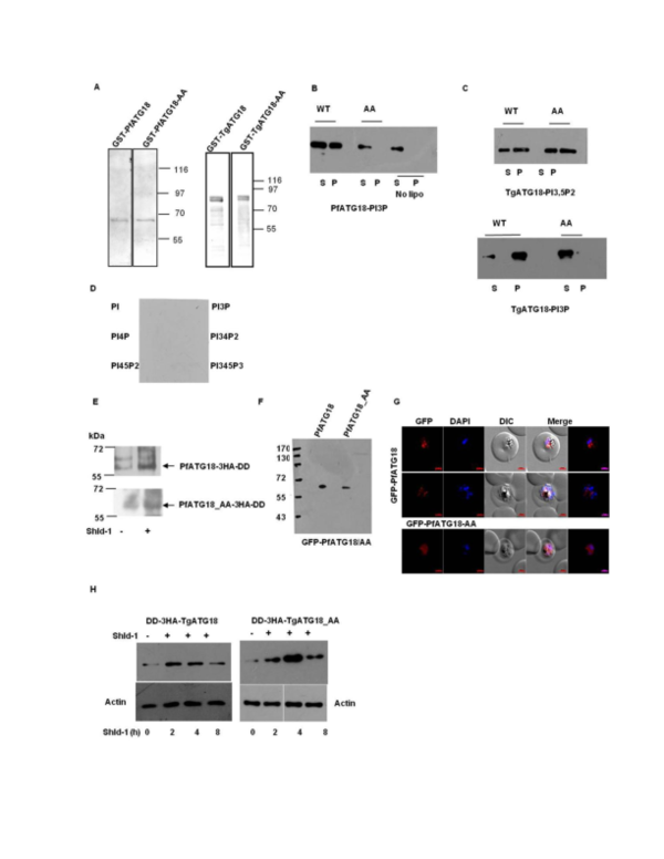(PDF) Autophagy-Related Protein ATG18 Regulates Apicoplast Biogenesis ...