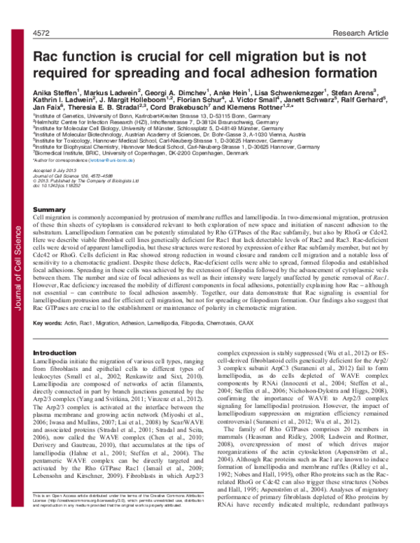 (PDF) Rac function is critical for cell migration but not required for ...