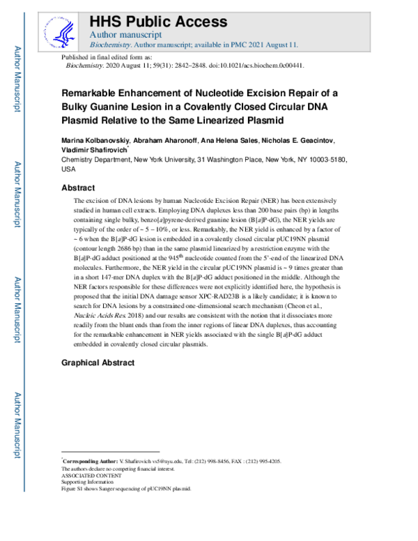 (PDF) Remarkable Enhancement of Nucleotide Excision Repair of a Bulky ...