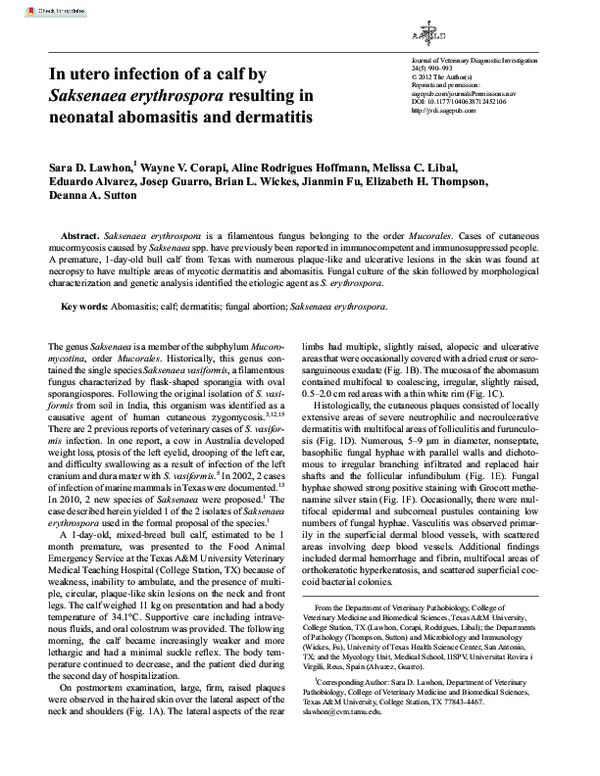 (PDF) In utero infection of a calf by Saksenaea erythrospora resulting