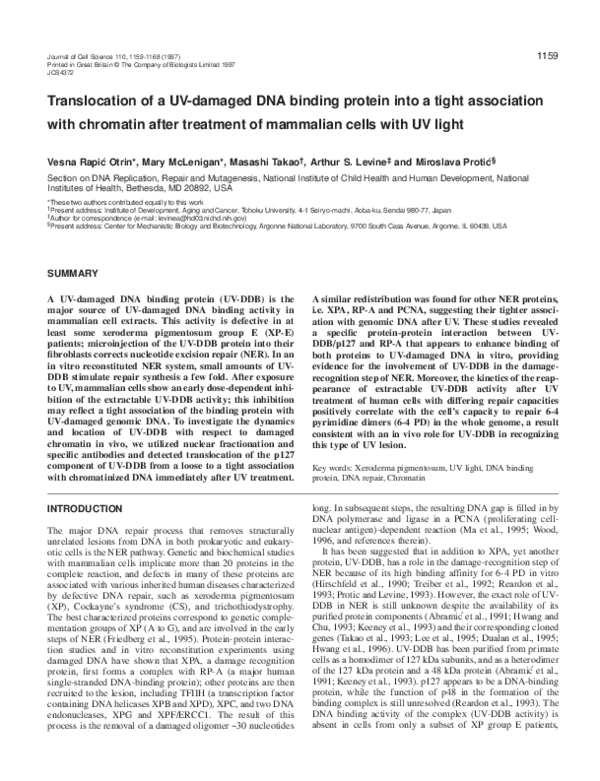 (PDF) Translocation of a UV-damaged DNA binding protein into a tight ...