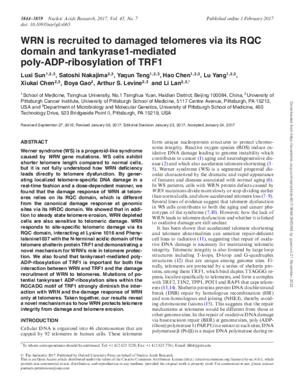 (PDF) WRN is recruited to damaged telomeres via its RQC domain and ...