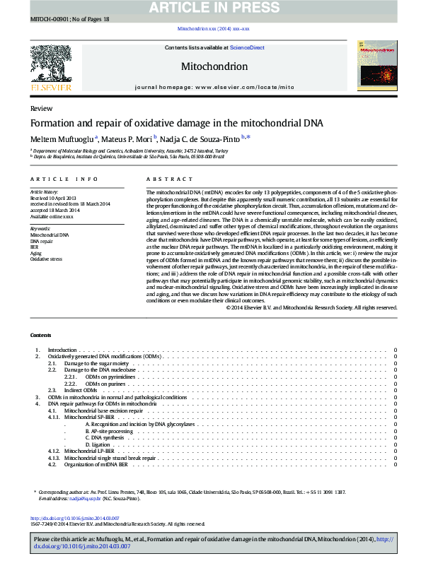 (PDF) Formation and repair of oxidative damage in the mitochondrial DNA