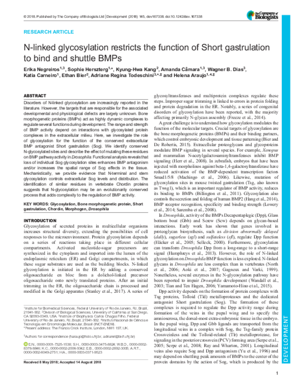 (PDF) N-linked glycosylation restricts the function of short ...