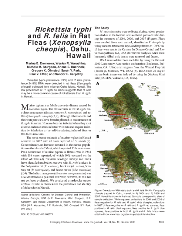 (PDF) Rickettsia typhi