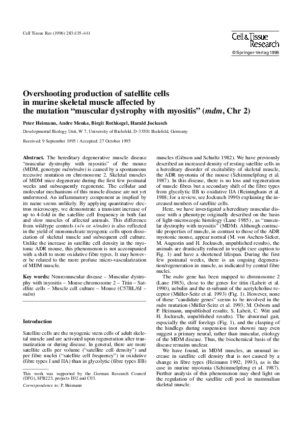 (PDF) Overshooting production of satellite cells in murine skeletal ...